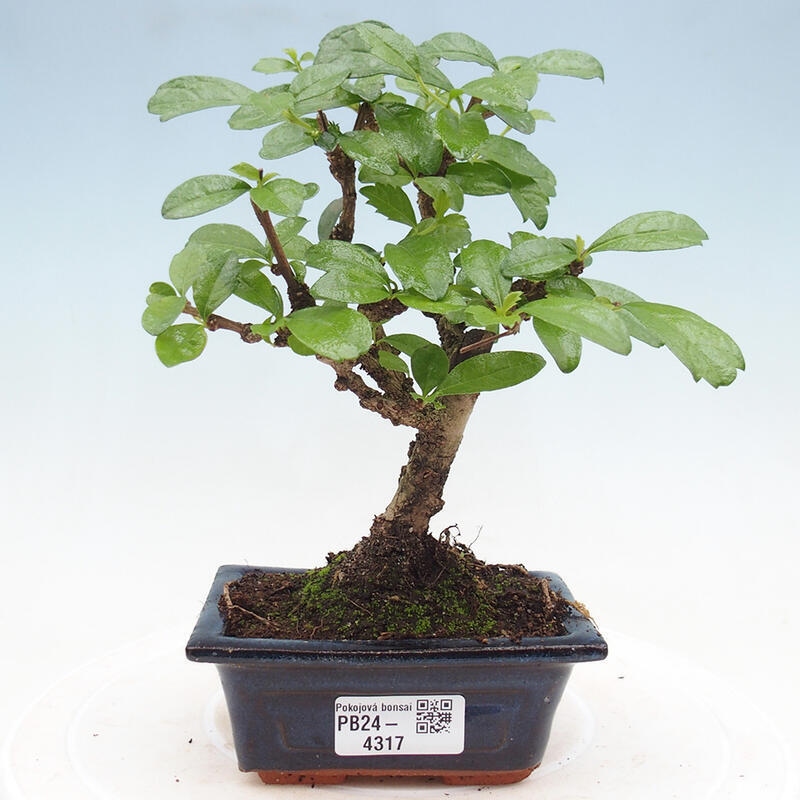 Indoor bonsai - Carmona macrophylla - Fuki tea