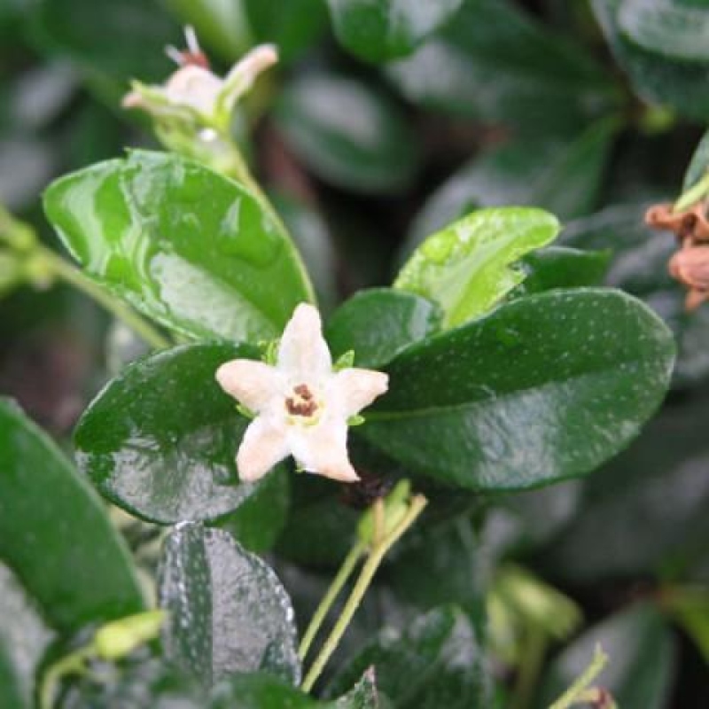 Room bonsai - Carmona macrophylla - Tea fuki