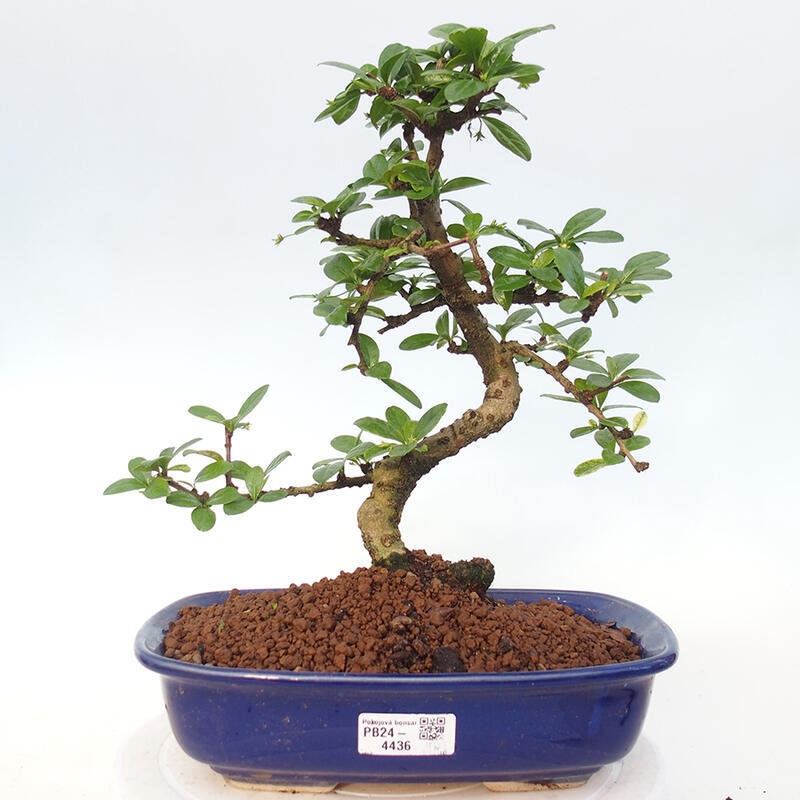 Indoor bonsai - Carmona macrophylla - Fuki tea