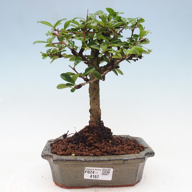 Indoor bonsai - Carmona macrophylla - Fuki tea