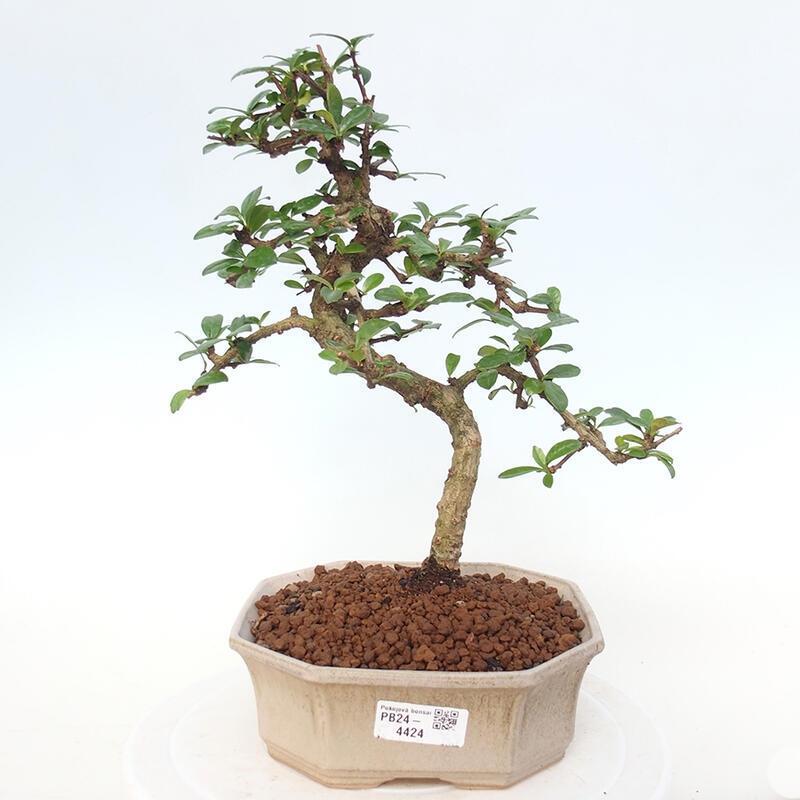 Room bonsai - Carmona macrophylla - Tea fuki