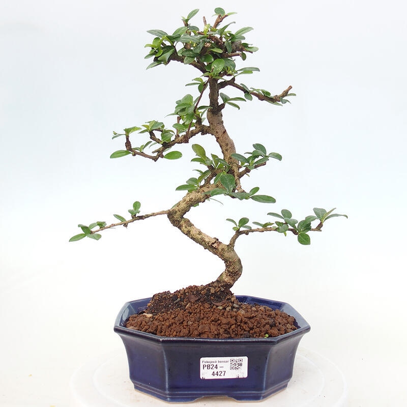 Room bonsai - Carmona macrophylla - Tea fuki