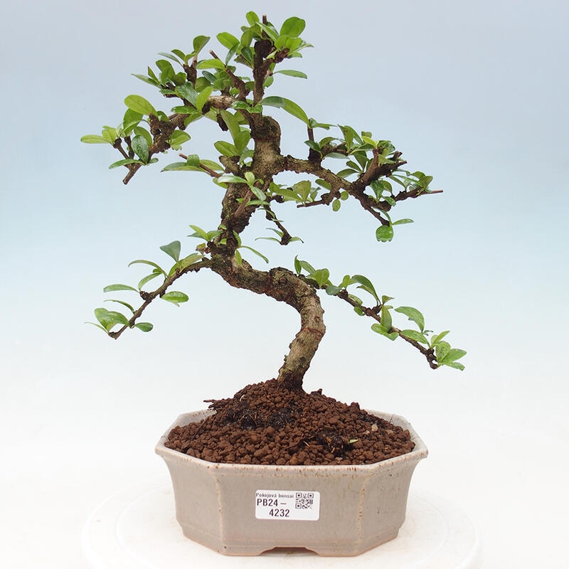 Room bonsai - Carmona macrophylla - Tea fuki