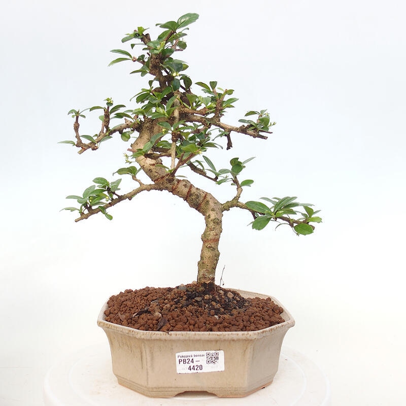 Room bonsai - Carmona macrophylla - Tea fuki