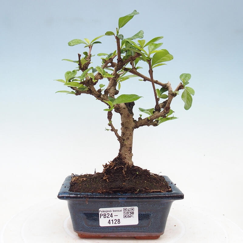 Indoor bonsai - Carmona macrophylla - Fuki tea