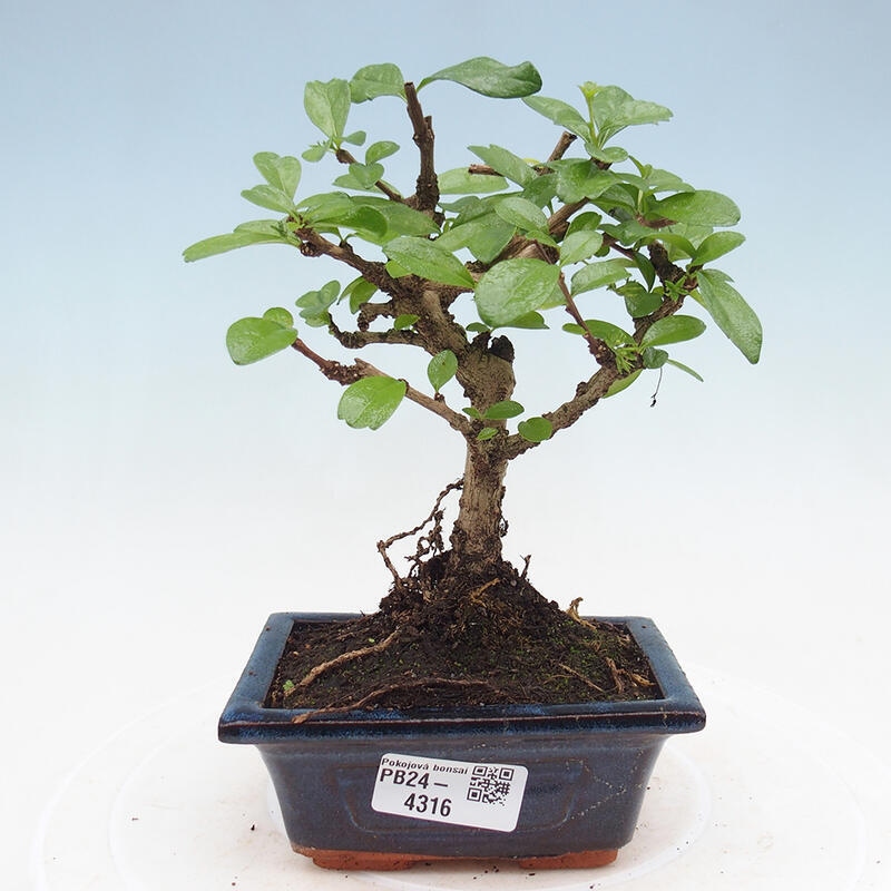 Indoor bonsai - Carmona macrophylla - Fuki tea