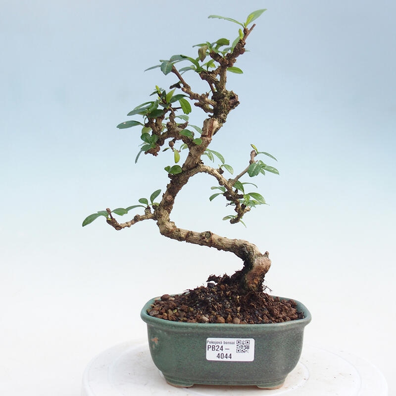 Room bonsai - Carmona macrophylla - Tea fuki