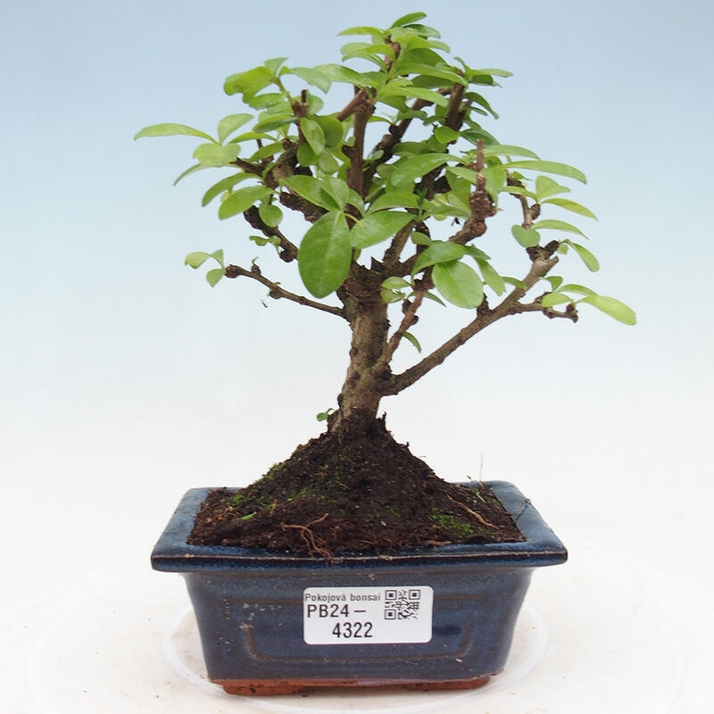 Indoor bonsai - Carmona macrophylla - Fuki tea