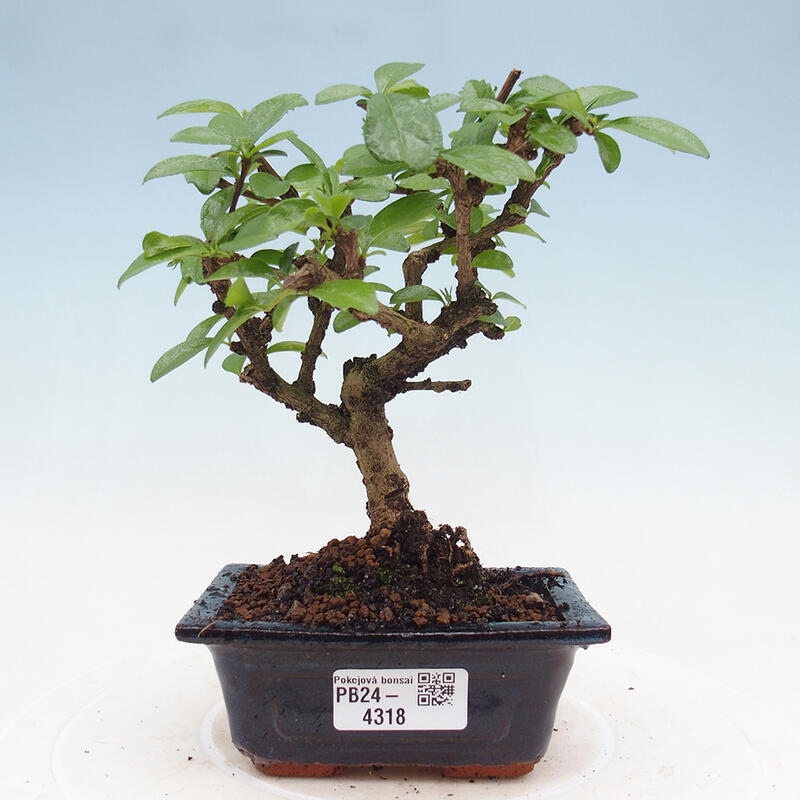 Indoor bonsai - Carmona macrophylla - Fuki tea