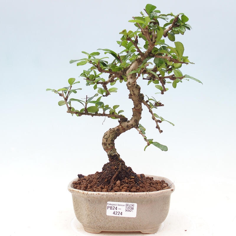 Room bonsai - Carmona macrophylla - Tea fuki