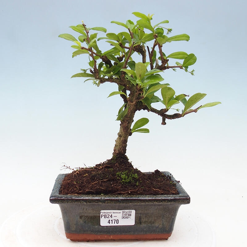 Indoor bonsai - Carmona macrophylla - Fuki tea