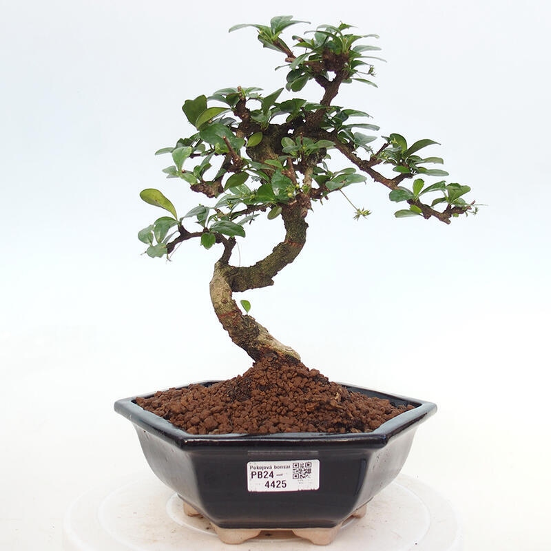 Room bonsai - Carmona macrophylla - Tea fuki