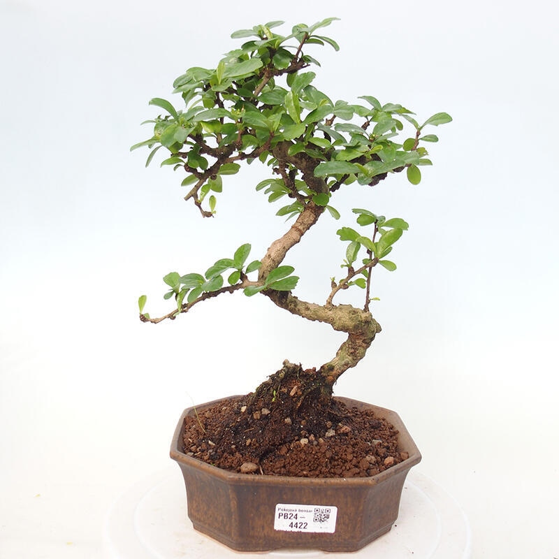 Room bonsai - Carmona macrophylla - Tea fuki