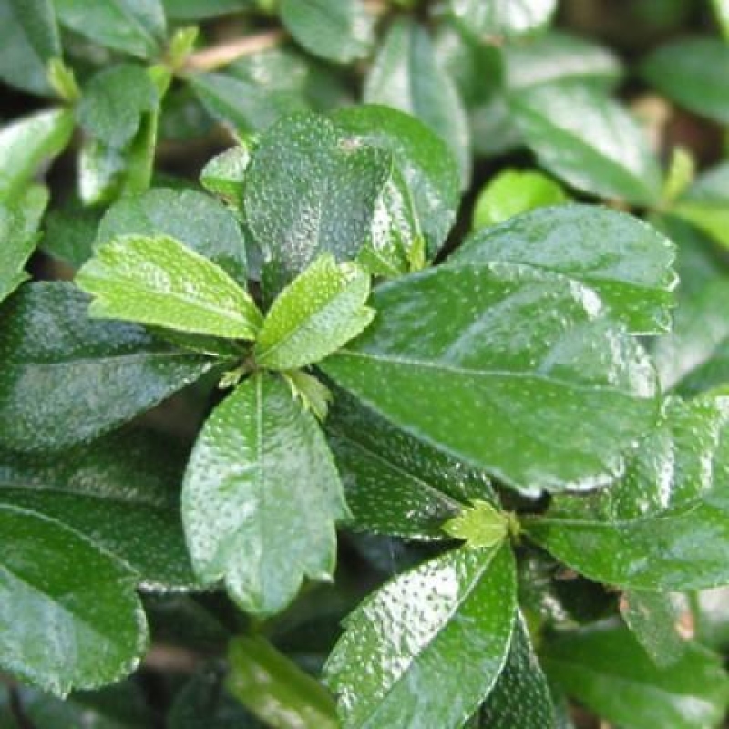 Indoor bonsai - Carmona macrophylla - Fuki tea