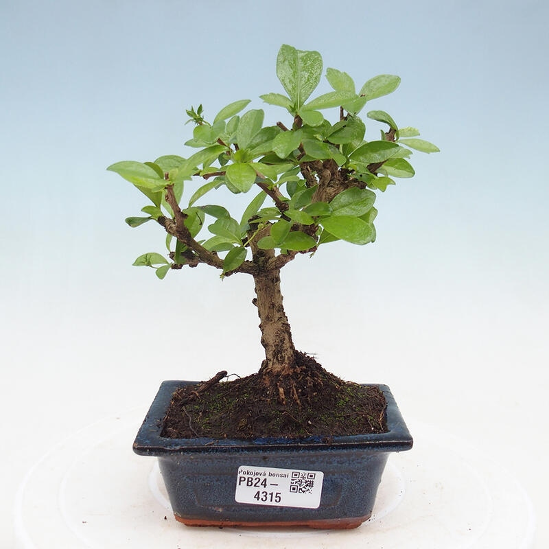 Indoor bonsai - Carmona macrophylla - Fuki tea