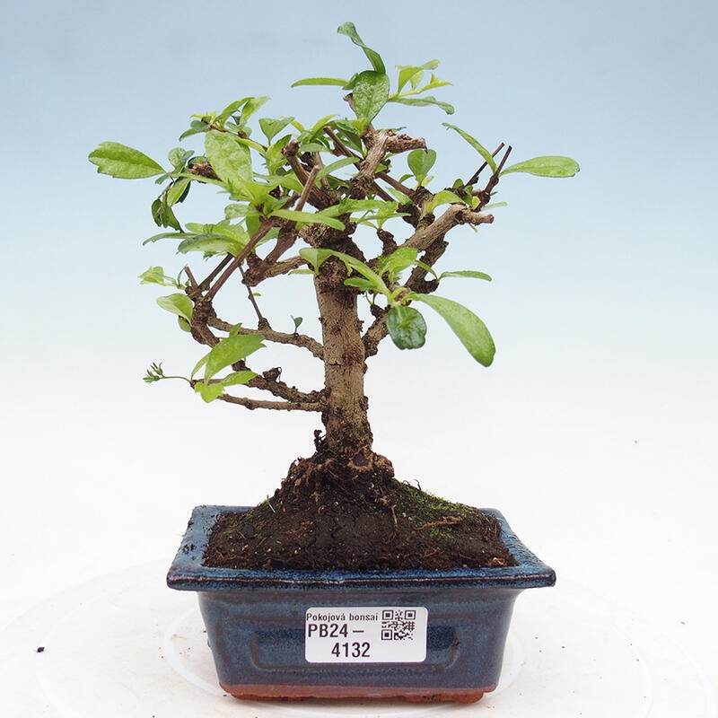 Indoor bonsai - Carmona macrophylla - Fuki tea