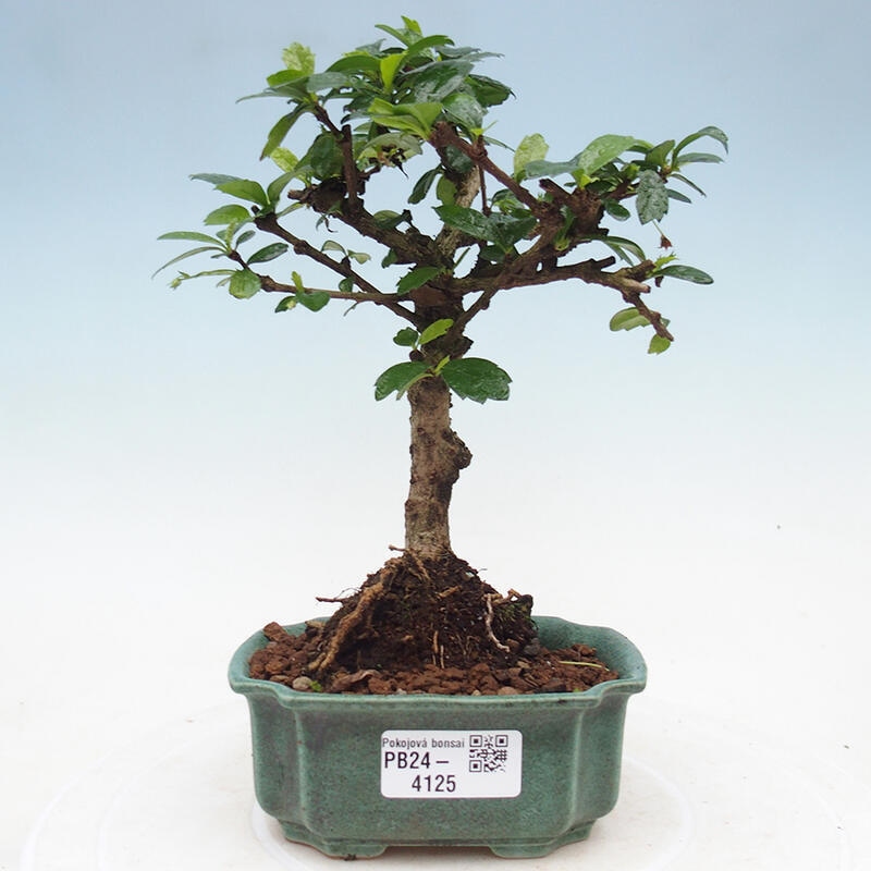 Indoor bonsai - Carmona macrophylla - Fuki tea