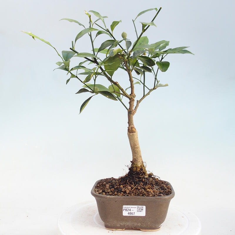 Room bonsai - Citrus -Citrus