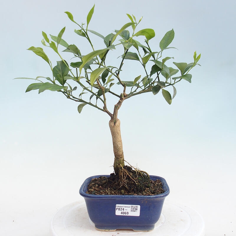 Room bonsai - Citrus -Citrus