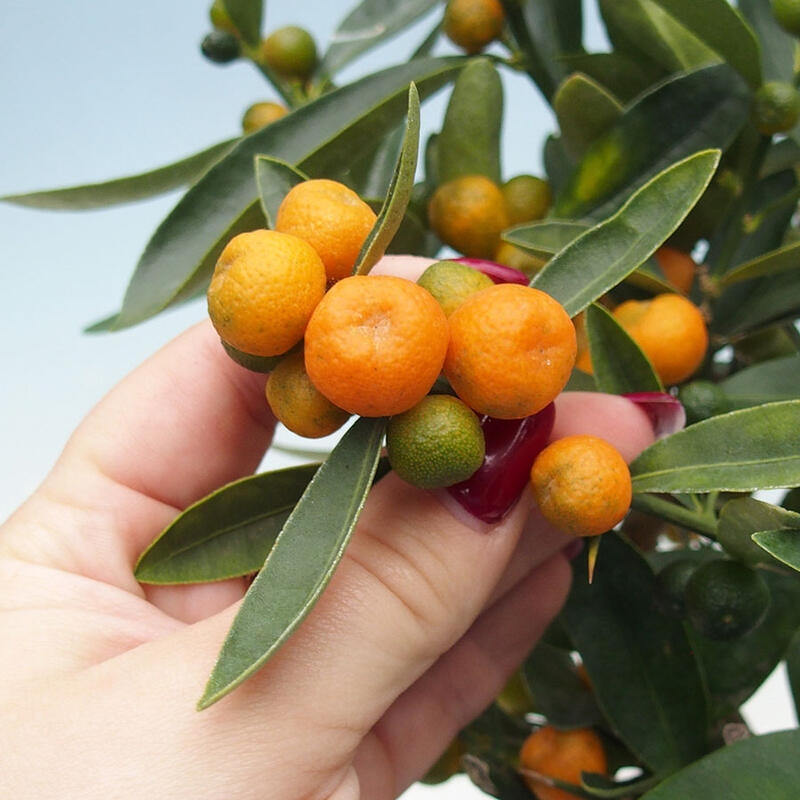 Room bonsai - Citrus -Citrus