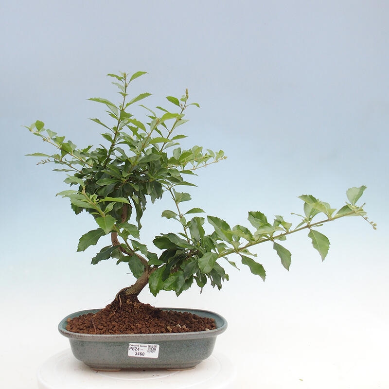 Indoor bonsai - Duranta repens - Duranta