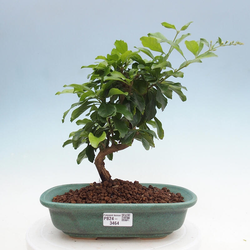 Indoor bonsai - Duranta repens - Duranta