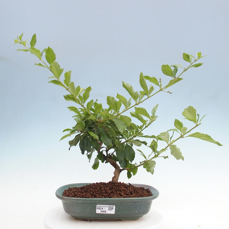 Indoor bonsai - Duranta repens - Duranta