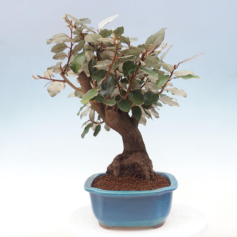 Indoor bonsai -Eleagnus - Hlošina