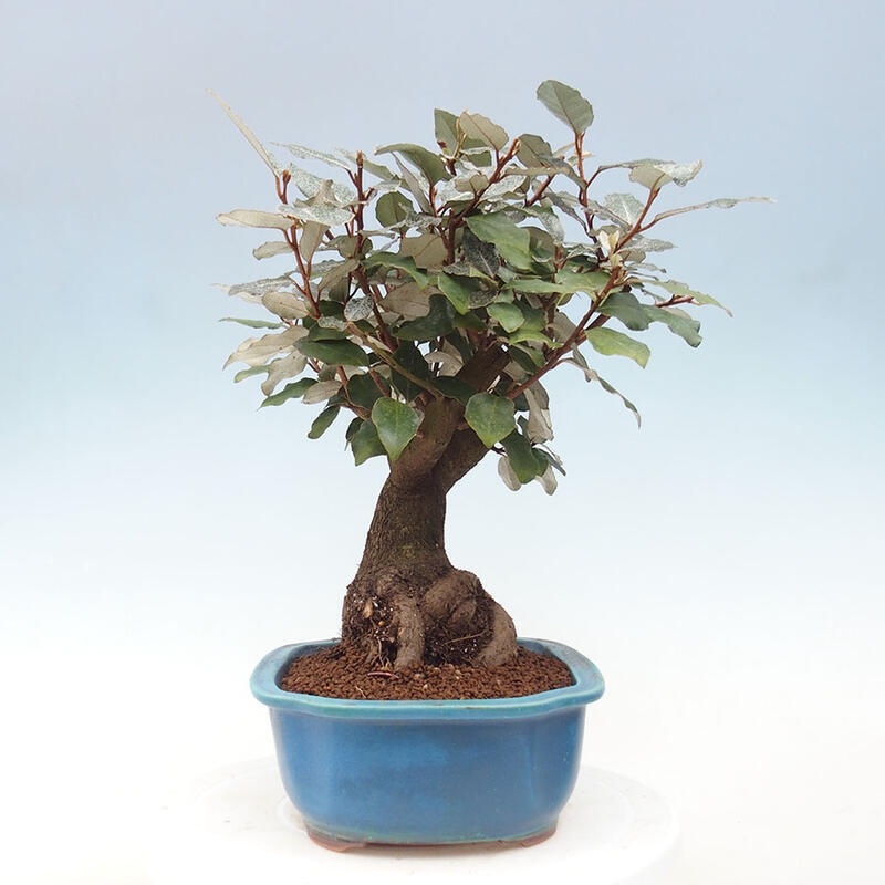 Indoor bonsai -Eleagnus - Hlošina