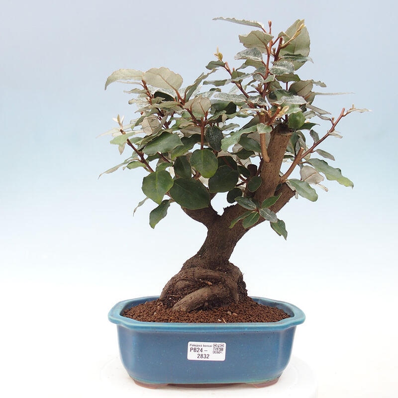 Indoor bonsai -Eleagnus - Hlošina