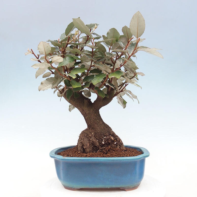 Indoor bonsai -Eleagnus - Hlošina