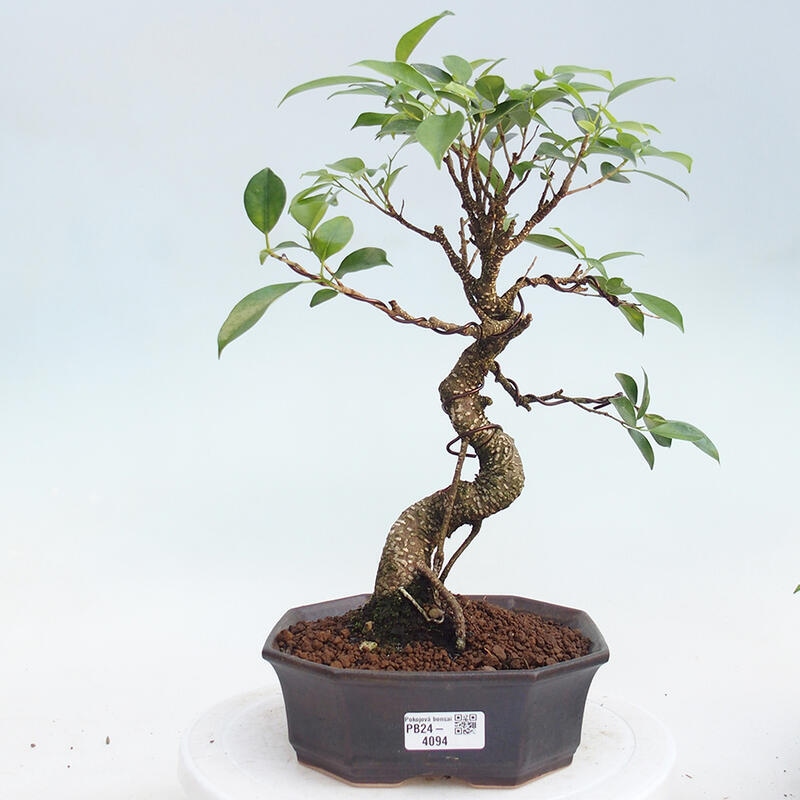 Room bonsai - Ficus kimmen - small-leaved ficus