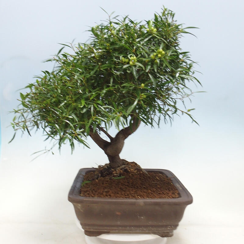 Indoor bonsai - Ficus nerifolia - small-leaved ficus