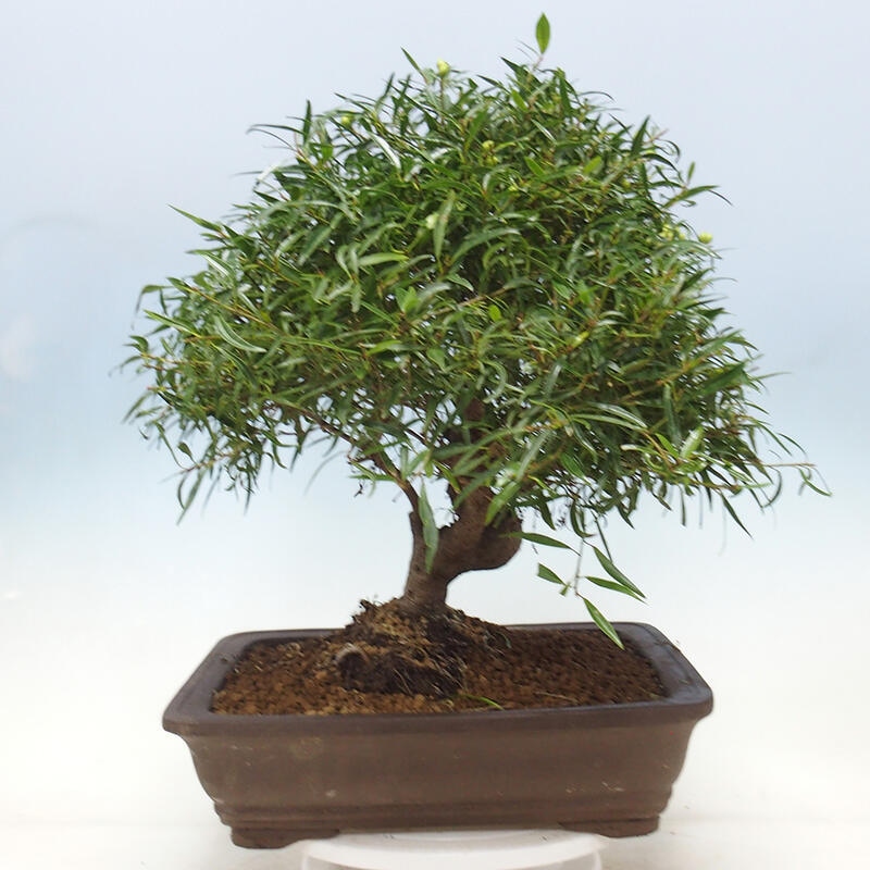 Indoor bonsai - Ficus nerifolia - small-leaved ficus