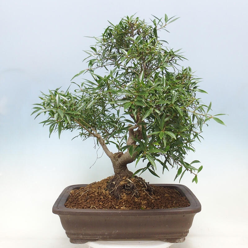 Indoor bonsai - Ficus nerifolia - small-leaved ficus