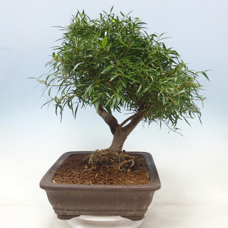 Indoor bonsai - Ficus nerifolia - small-leaved ficus