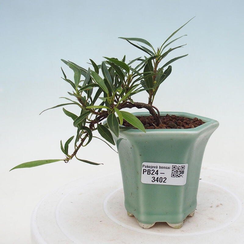 Indoor bonsai - Ficus nerifolia - small-leaved ficus