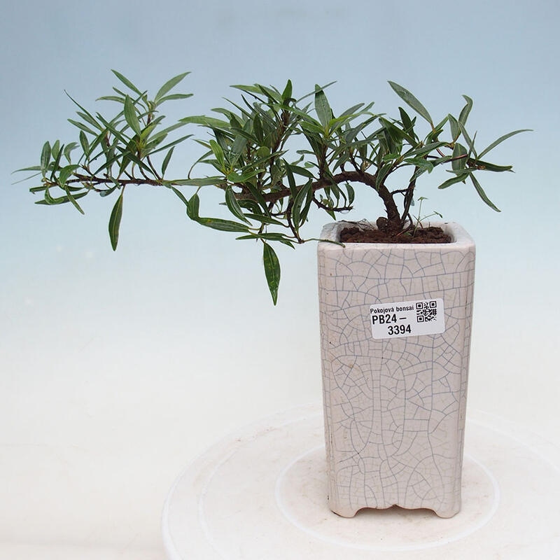 Indoor bonsai - Ficus nerifolia - small-leaved ficus