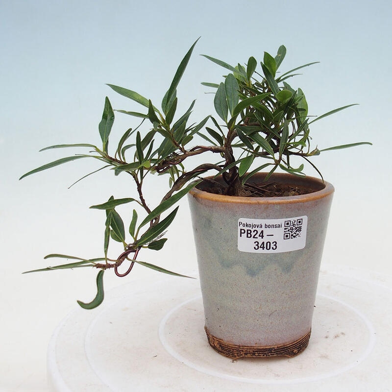 Indoor bonsai - Ficus nerifolia - small-leaved ficus