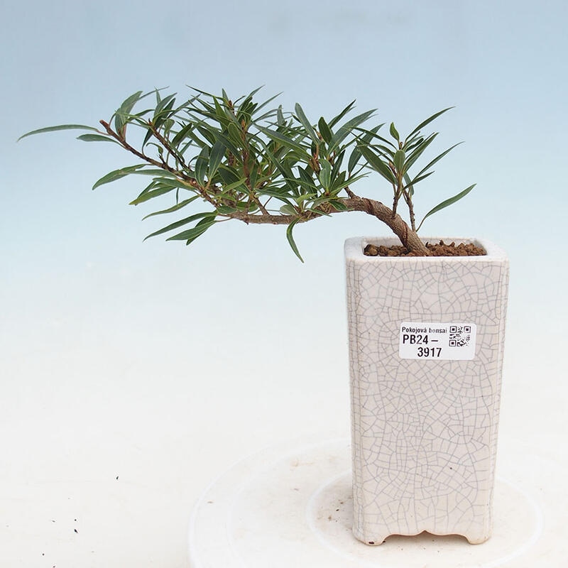 Indoor bonsai - Ficus nerifolia - small-leaved ficus