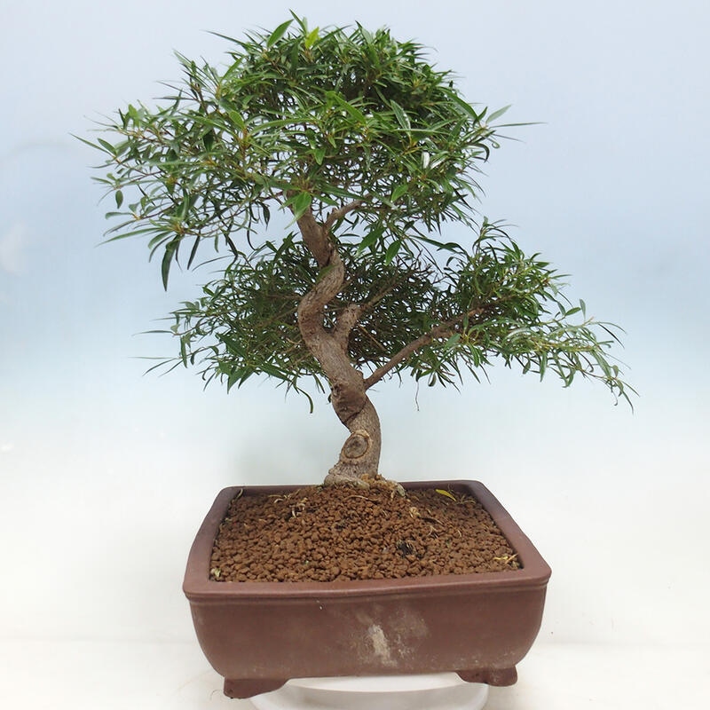 Indoor bonsai - Ficus nerifolia - small-leaved ficus