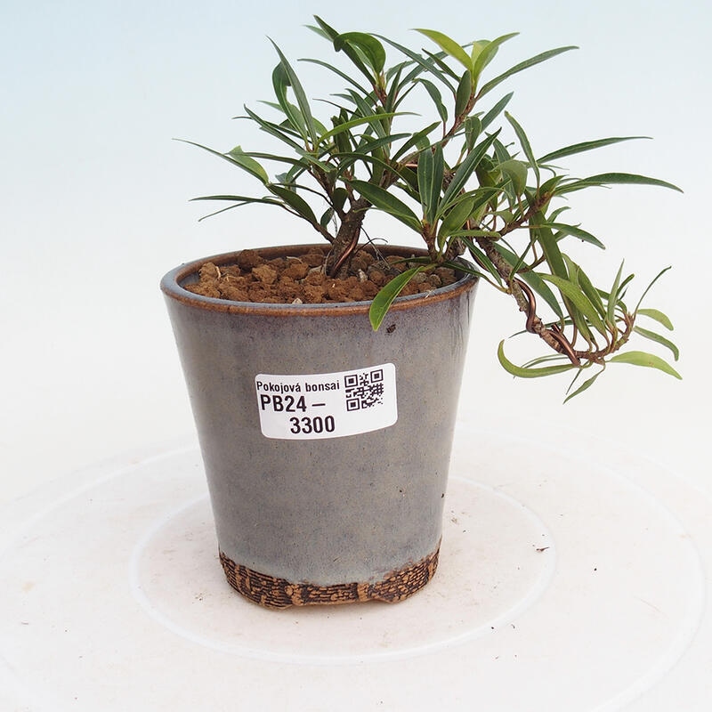 Indoor bonsai - Ficus nerifolia - small-leaved ficus