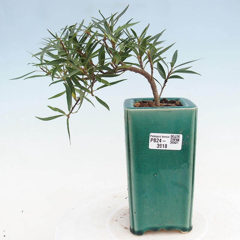 Indoor bonsai - Ficus nerifolia - small-leaved ficus