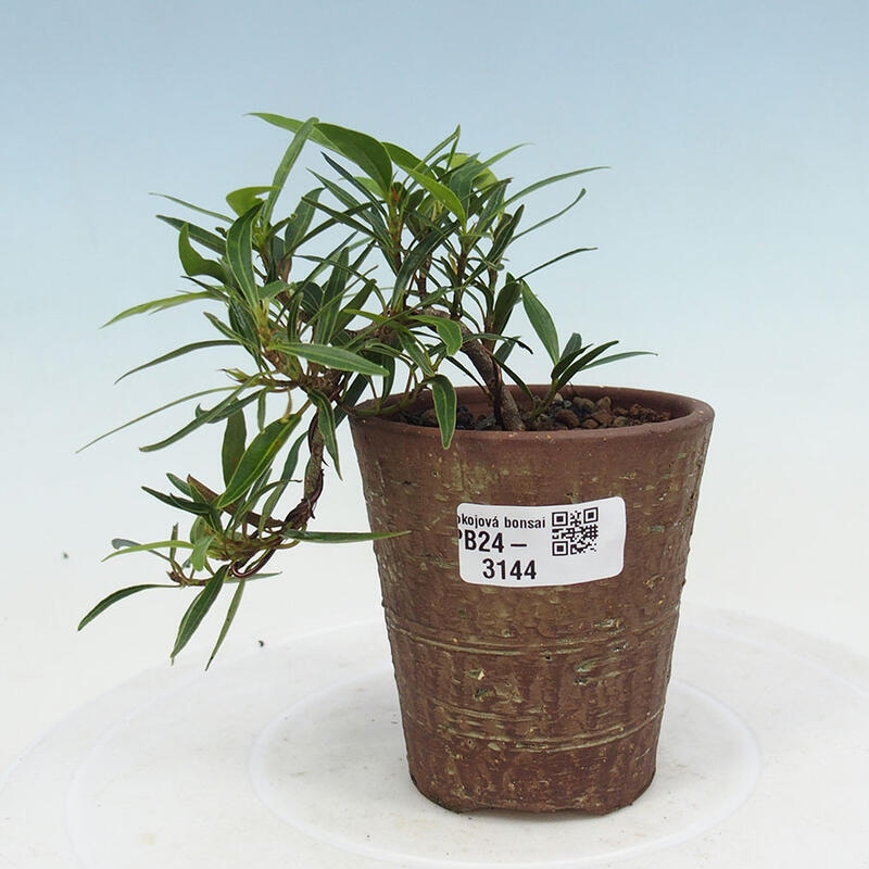 Indoor bonsai - Ficus nerifolia - small-leaved ficus