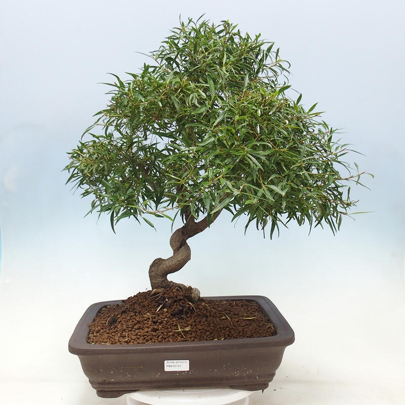 Indoor bonsai - Ficus nerifolia - small-leaved ficus