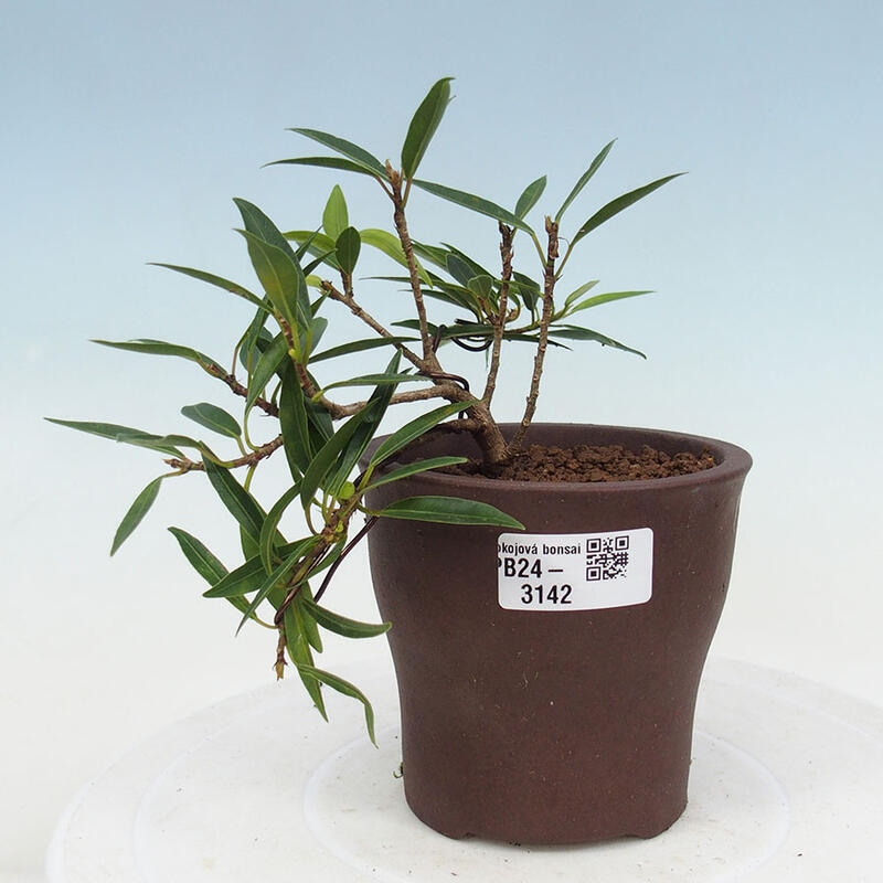 Indoor bonsai - Ficus nerifolia - small-leaved ficus