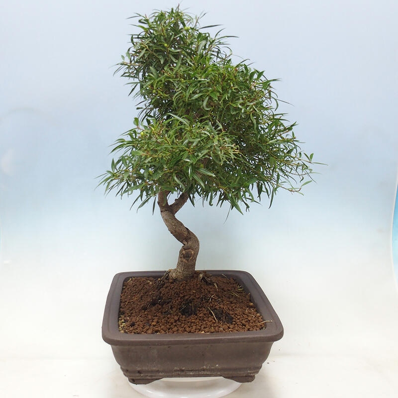 Indoor bonsai - Ficus nerifolia - small-leaved ficus