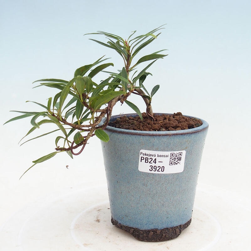 Indoor bonsai - Ficus nerifolia - small-leaved ficus