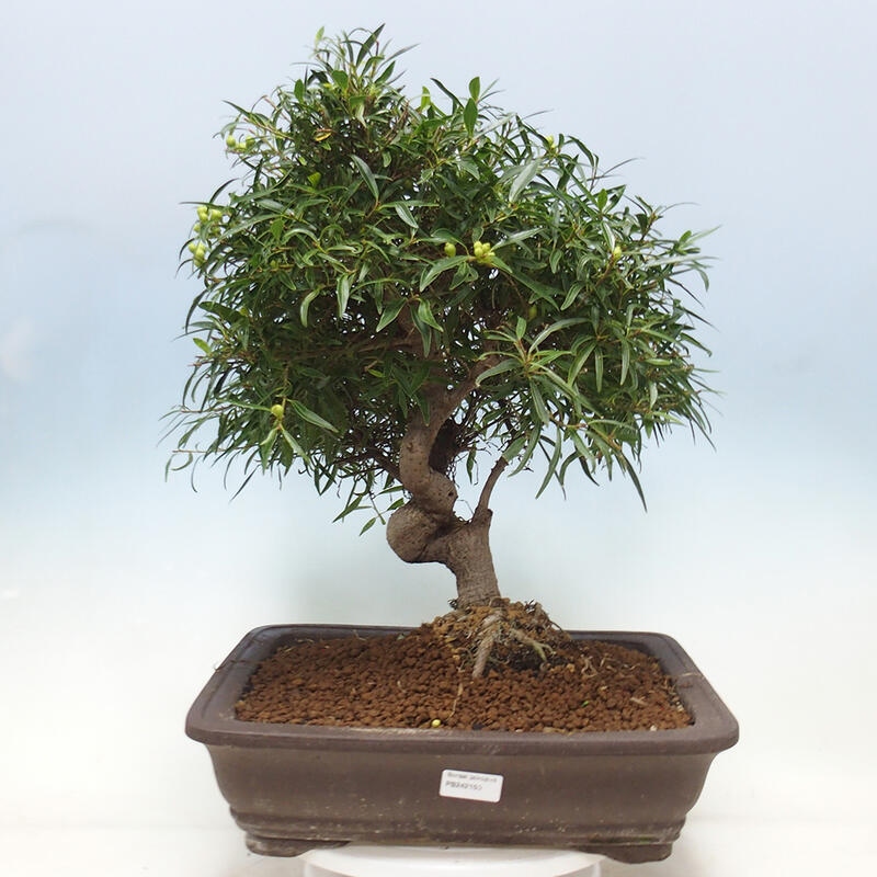 Indoor bonsai - Ficus nerifolia - small-leaved ficus