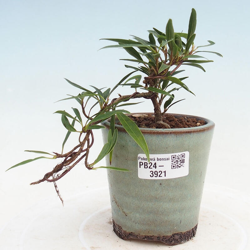 Indoor bonsai - Ficus nerifolia - small-leaved ficus